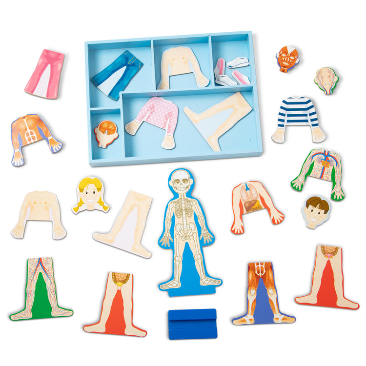 The loose pieces of the Melissa & Doug Magnetic Human Body Anatomy Play Set With 24 Magnetic Pieces and Storage Tray